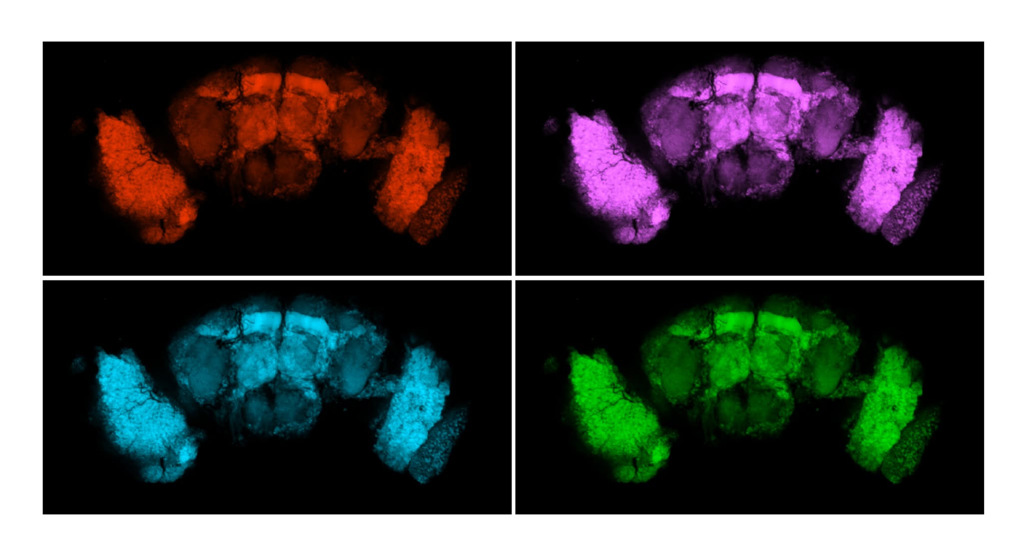 Multi-channel confocal panel of the Drosophila central nervous system