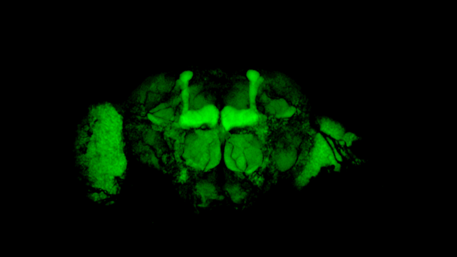 Mushroom body neurons labelled with GFP — Drosophila brain