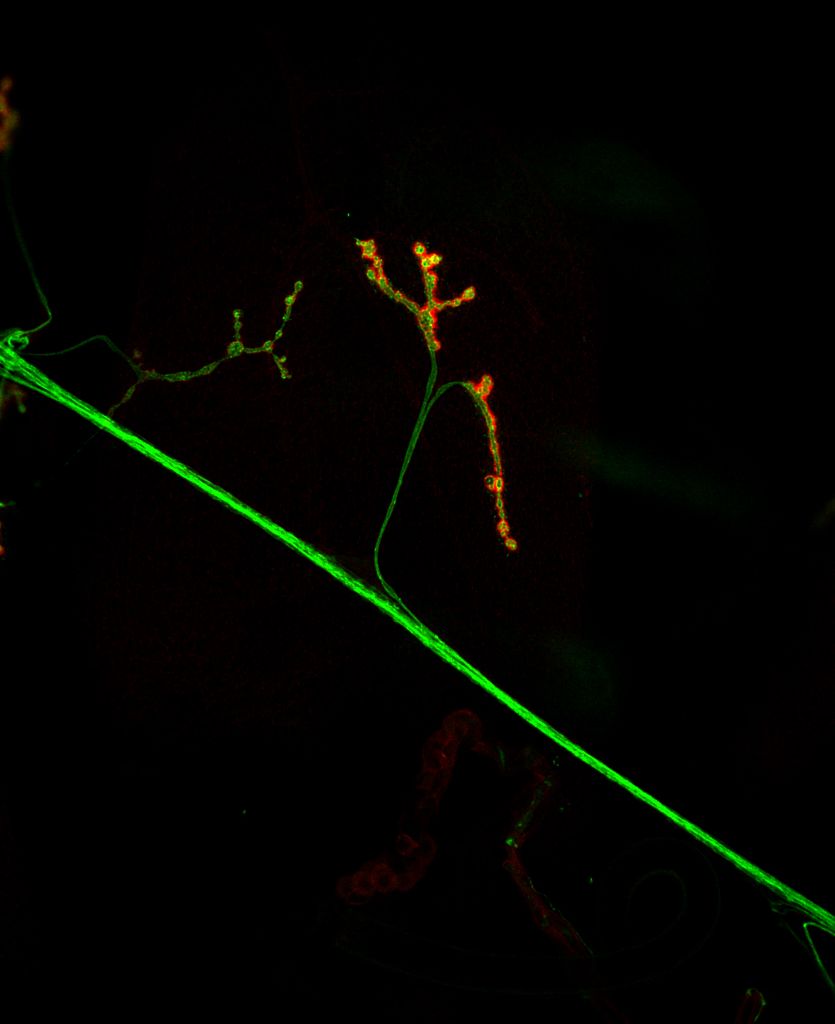 Neuromuscular junction — boutons and axonal branching