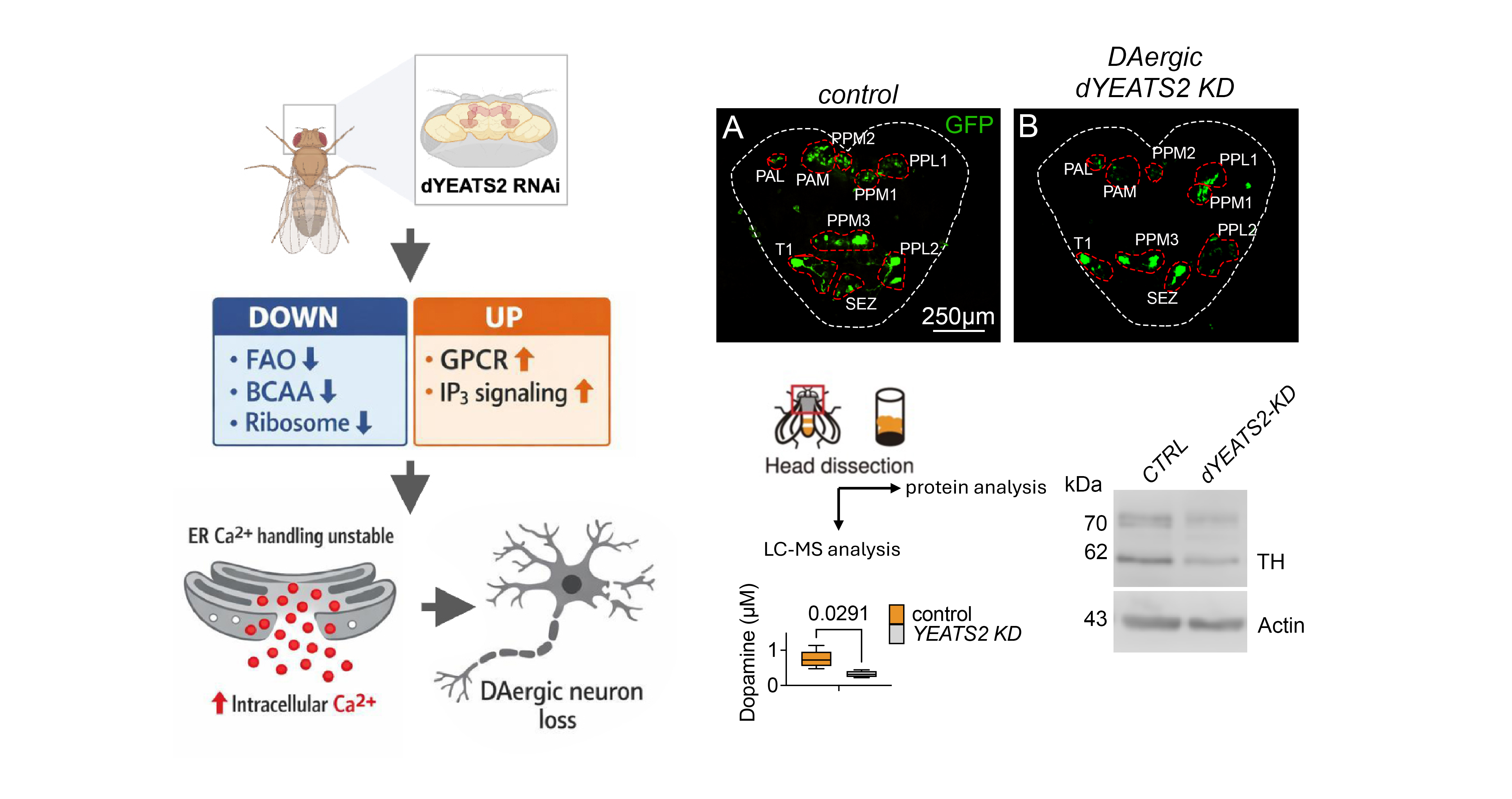 Neuronal Resilience, Brain Aging and Neurodegeneration