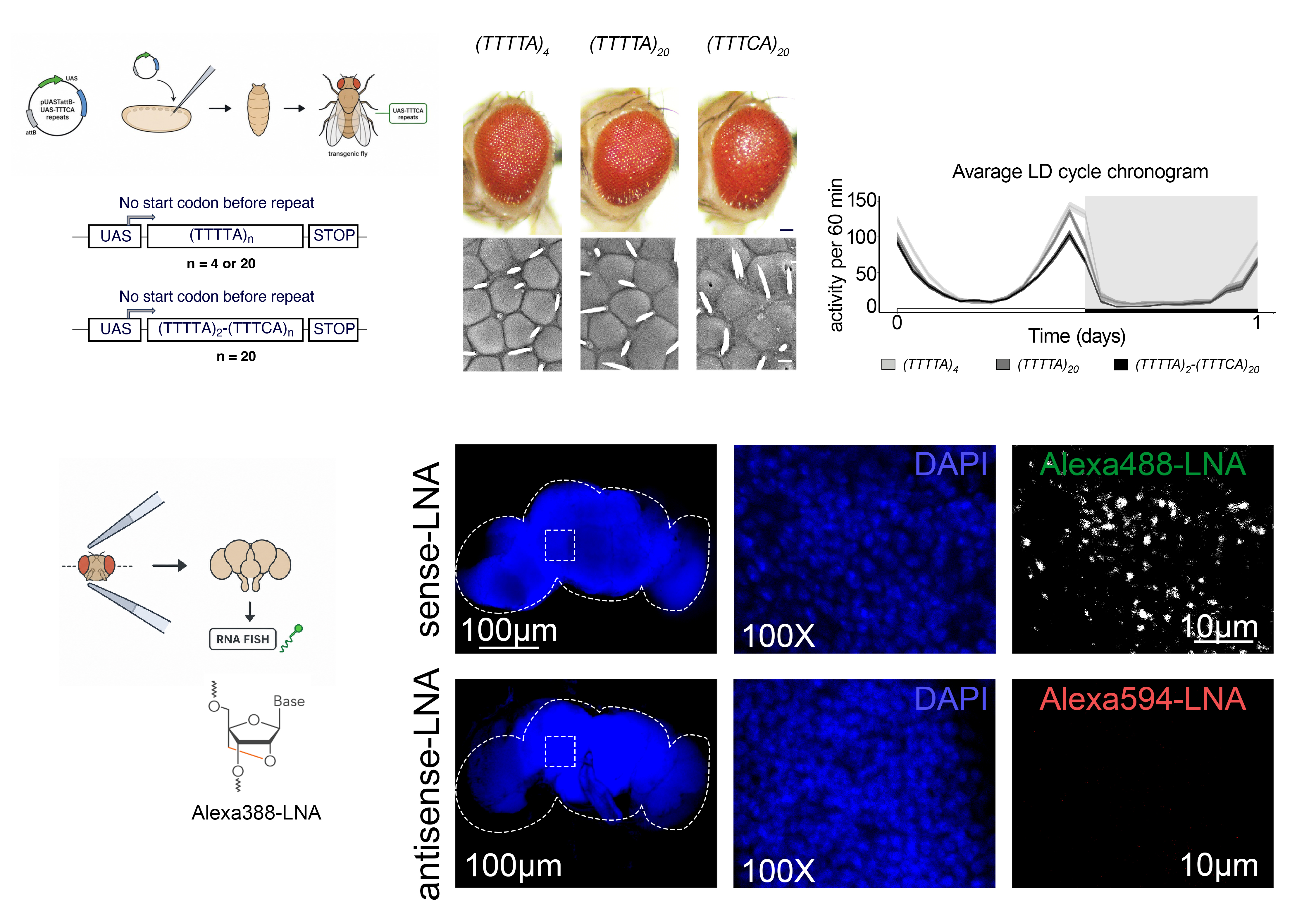 Rare Diseases and Functional Genomics